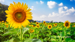 Sowing the Seeds of Financial Security
